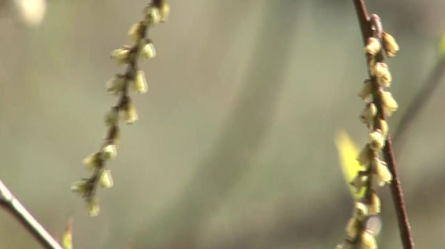 太郎山に親しむ_冬から春へ